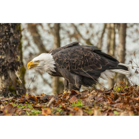 Alaska, Chilkat Preserve Bald eagle on ground Black Modern Wood Framed Art Print with Double Matting by Illg, Cathy and Gordon