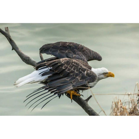 AK, Chilkat Bald eagle taking flight Black Modern Wood Framed Art Print with Double Matting by Illg, Cathy and Gordon