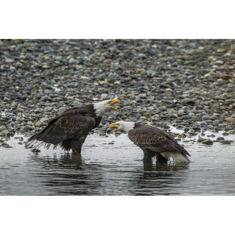AK, Chilkat Bald eagles calling Black Modern Wood Framed Art Print by Illg, Cathy and Gordon