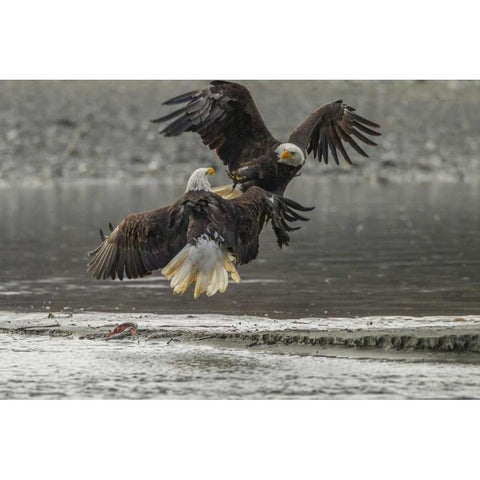 AK, Chilkat Bald eagles fighting in the air Gold Ornate Wood Framed Art Print with Double Matting by Illg, Cathy and Gordon