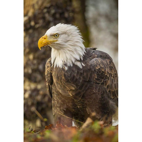 Alaska, Chilkat Preserve Bald eagle on ground Black Modern Wood Framed Art Print by Illg, Cathy and Gordon