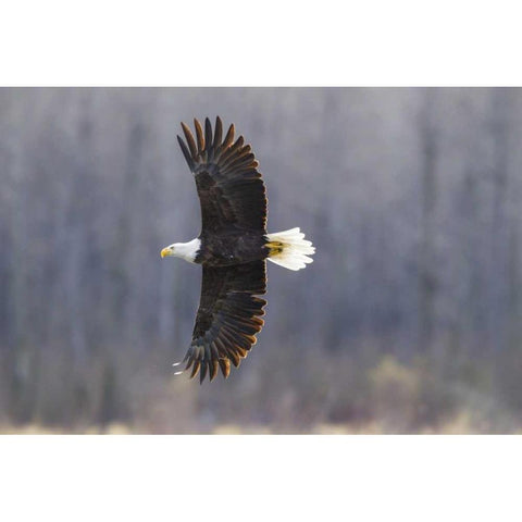 Alaska, Chilkat Preserve Bald eagle in flight Gold Ornate Wood Framed Art Print with Double Matting by Illg, Cathy and Gordon