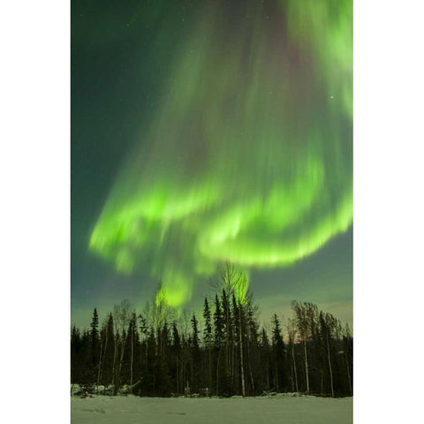 USA, Alaska Aurora borealis over forest Black Modern Wood Framed Art Print by Illg, Cathy and Gordon