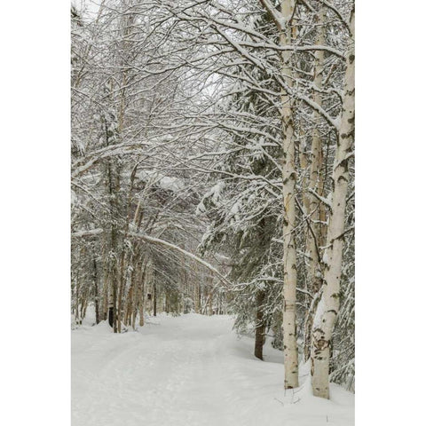 USA, Alaska Snow-covered birch and spruce forest White Modern Wood Framed Art Print by Illg, Cathy and Gordon