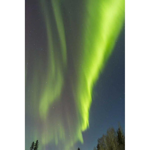 USA, Alaska Aurora borealis over forest Black Modern Wood Framed Art Print by Illg, Cathy and Gordon