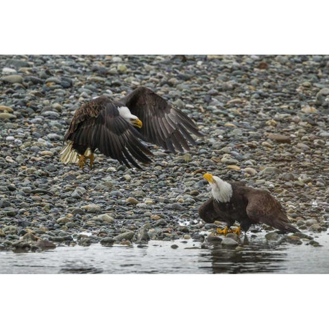 AK, Chilkat Bald eagle fight for fish White Modern Wood Framed Art Print by Illg, Cathy and Gordon