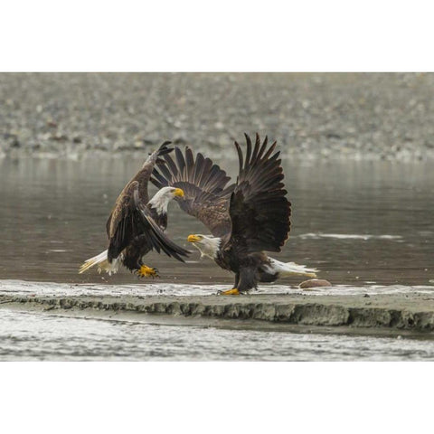 Alaska, Chilkat Preserve Bald eagles fighting Gold Ornate Wood Framed Art Print with Double Matting by Illg, Cathy and Gordon