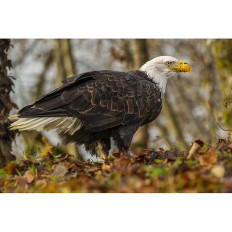 Alaska, Chilkat Preserve Bald eagle on ground Gold Ornate Wood Framed Art Print with Double Matting by Illg, Cathy and Gordon