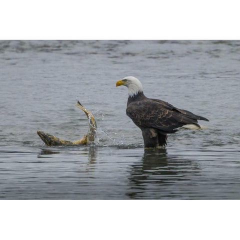 AK, Chilkat Bald eagle watching with salmon prey Gold Ornate Wood Framed Art Print with Double Matting by Illg, Cathy and Gordon