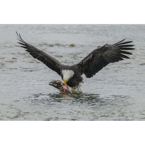 AK, Chilkat Bald eagle takes flight with fish Gold Ornate Wood Framed Art Print with Double Matting by Illg, Cathy and Gordon
