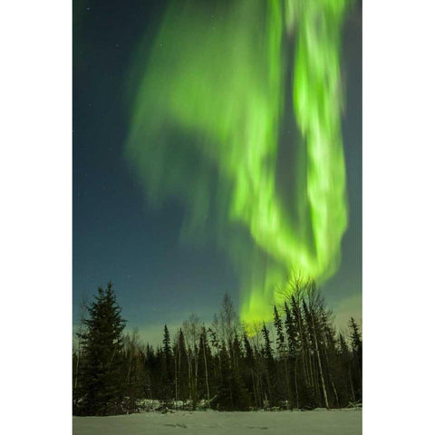 USA, Alaska Aurora borealis over forest Black Modern Wood Framed Art Print by Illg, Cathy and Gordon