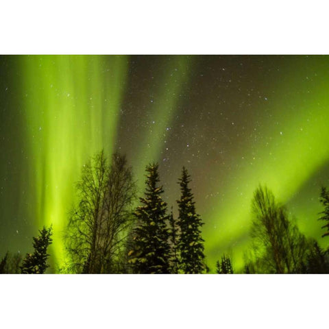 USA, Alaska Aurora borealis over forest Black Modern Wood Framed Art Print by Illg, Cathy and Gordon