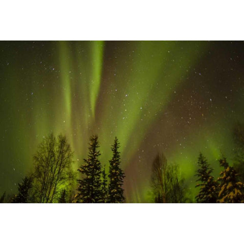 USA, Alaska Aurora borealis over forest Black Modern Wood Framed Art Print by Illg, Cathy and Gordon