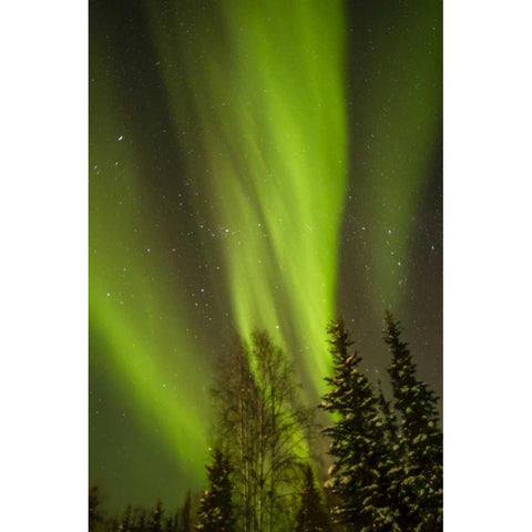 Alaska, Central Alaska, Aurora, Northern Lights Gold Ornate Wood Framed Art Print with Double Matting by Illg, Cathy and Gordon