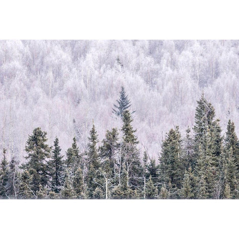 Alaska-Fairbanks Frosty forest landscape Black Modern Wood Framed Art Print with Double Matting by Jaynes Gallery