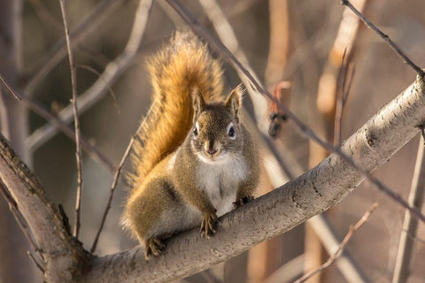 Alaska-Fairbanks Red squirrel in tree White Modern Wood Framed Art Print with Double Matting by Jaynes Gallery