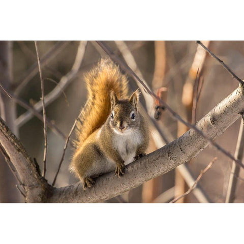 Alaska-Fairbanks Red squirrel in tree Black Modern Wood Framed Art Print by Jaynes Gallery