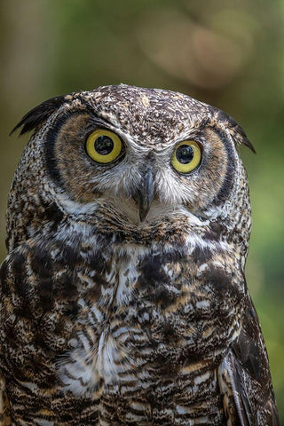 Alaska-Sitka Great horned owl at Alaska Raptor Center  Black Ornate Wood Framed Art Print with Double Matting by Jaynes Gallery