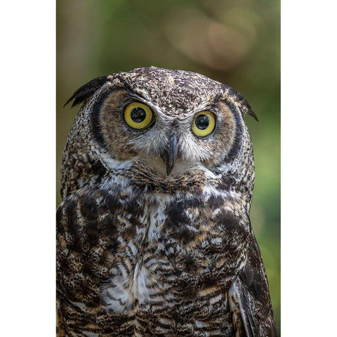 Alaska-Sitka Great horned owl at Alaska Raptor Center  Black Modern Wood Framed Art Print by Jaynes Gallery