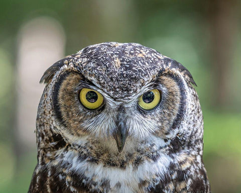 Alaska-Sitka Great horned owl at Alaska Raptor Center  White Modern Wood Framed Art Print with Double Matting by Jaynes Gallery
