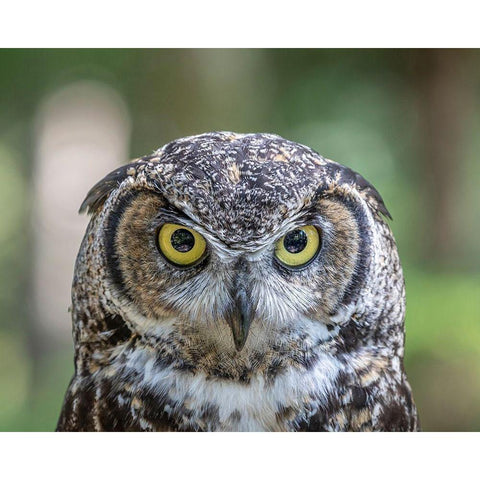 Alaska-Sitka Great horned owl at Alaska Raptor Center  White Modern Wood Framed Art Print by Jaynes Gallery