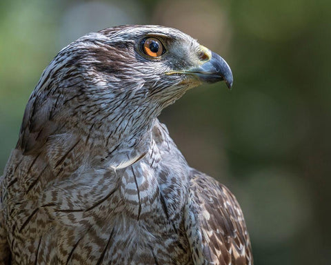Alaska-Sitka Northern goshawk captive at Alaska Raptor Center  White Modern Wood Framed Art Print with Double Matting by Jaynes Gallery