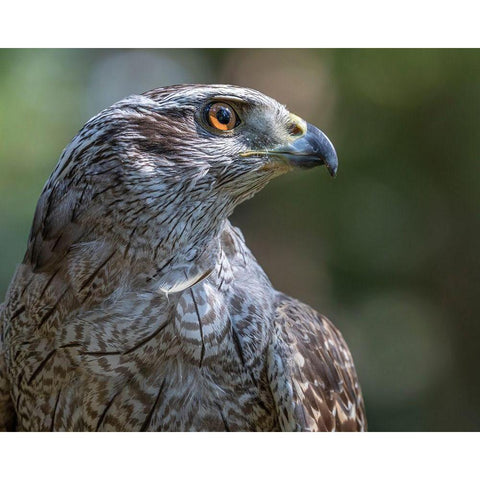 Alaska-Sitka Northern goshawk captive at Alaska Raptor Center  Black Modern Wood Framed Art Print by Jaynes Gallery