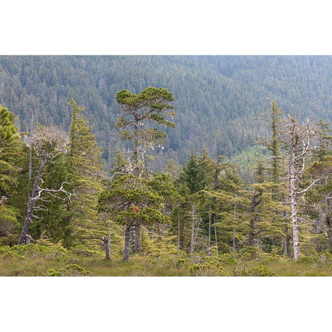 Alaska-Starrigavan Valley Forest landscape  Black Modern Wood Framed Art Print by Jaynes Gallery