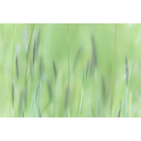 Alaska-Tongass National Forest Abstract of meadow grass  White Modern Wood Framed Art Print by Jaynes Gallery