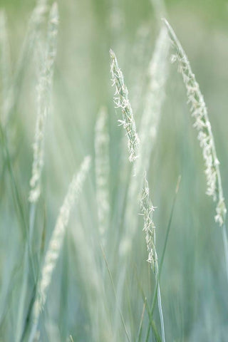 Alaska-Tongass National Forest Abstract of beach rye grass  White Modern Wood Framed Art Print with Double Matting by Jaynes Gallery