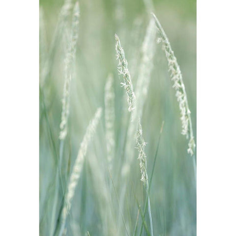 Alaska-Tongass National Forest Abstract of beach rye grass  White Modern Wood Framed Art Print by Jaynes Gallery