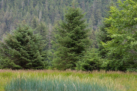 Alaska-Tongass National Forest Meadow and forest landscape  Black Ornate Wood Framed Art Print with Double Matting by Jaynes Gallery