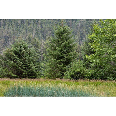 Alaska-Tongass National Forest Meadow and forest landscape  Black Modern Wood Framed Art Print with Double Matting by Jaynes Gallery