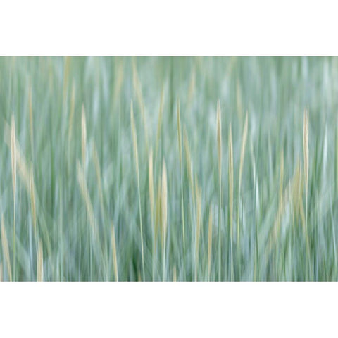 Alaska-Tongass National Forest Abstract of meadow grass  White Modern Wood Framed Art Print by Jaynes Gallery