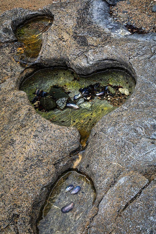 Alaska-Chichagof Island-Basket Bay Heart-shaped pool in rock  White Modern Wood Framed Art Print with Double Matting by Jaynes Gallery