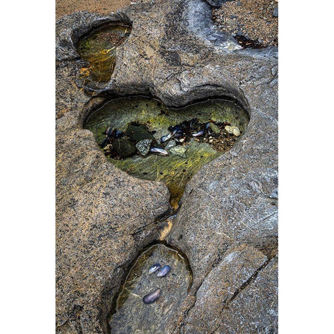 Alaska-Chichagof Island-Basket Bay Heart-shaped pool in rock  Black Modern Wood Framed Art Print with Double Matting by Jaynes Gallery