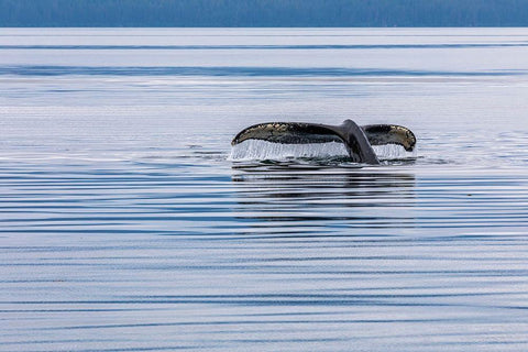 Alaska-Chatham Strait Humpback whale diving  White Modern Wood Framed Art Print with Double Matting by Jaynes Gallery