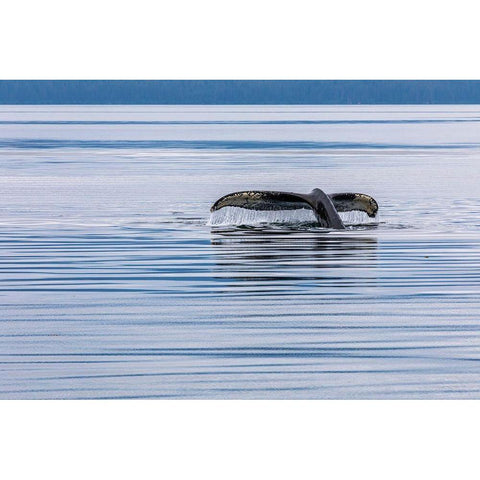 Alaska-Chatham Strait Humpback whale diving  Black Modern Wood Framed Art Print by Jaynes Gallery