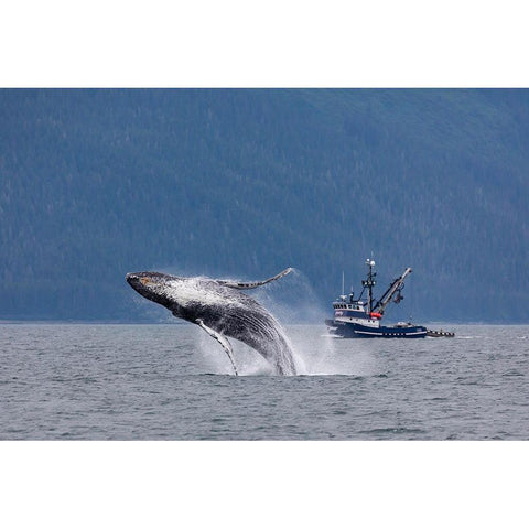 Alaska-Chatham Strait Breaching humpback whale near fishing boat  Black Modern Wood Framed Art Print with Double Matting by Jaynes Gallery
