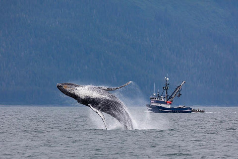 Alaska-Chatham Strait Breaching humpback whale near fishing boat  White Modern Wood Framed Art Print with Double Matting by Jaynes Gallery