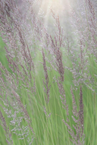 Alaska-Juneau Sunlit grass in meadow  Black Ornate Wood Framed Art Print with Double Matting by Jaynes Gallery