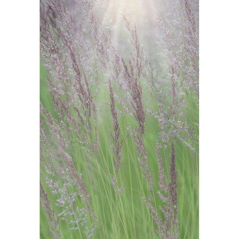 Alaska-Juneau Sunlit grass in meadow  Gold Ornate Wood Framed Art Print with Double Matting by Jaynes Gallery