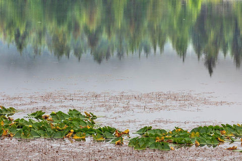 Alaska-Sitka Forest reflection in Swan Lake  Black Ornate Wood Framed Art Print with Double Matting by Jaynes Gallery