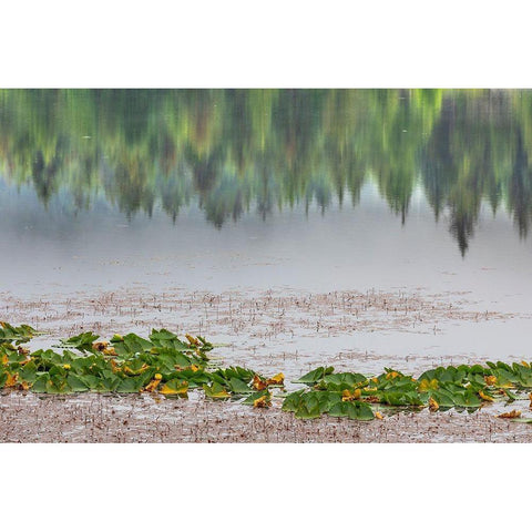 Alaska-Sitka Forest reflection in Swan Lake  Black Modern Wood Framed Art Print by Jaynes Gallery