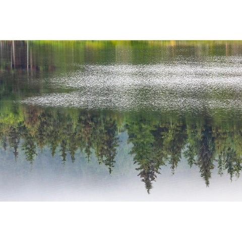 Alaska-Sitka Forest reflection in Swan Lake  Black Modern Wood Framed Art Print by Jaynes Gallery
