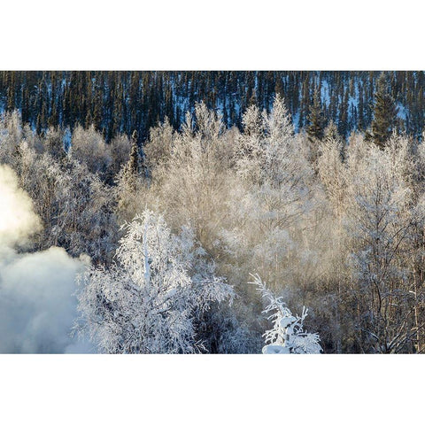 Alaska Fog and frosted trees in winter Black Modern Wood Framed Art Print with Double Matting by Jaynes Gallery