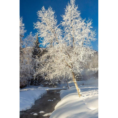 Alaska Stream and frosted trees in winter Black Modern Wood Framed Art Print with Double Matting by Jaynes Gallery