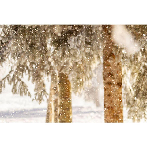 Alaska Close-up of frost falling from branches in winter Black Modern Wood Framed Art Print by Jaynes Gallery