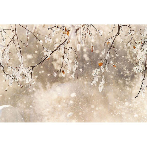 Alaska Close-up of frost falling from branches in winter Black Modern Wood Framed Art Print by Jaynes Gallery