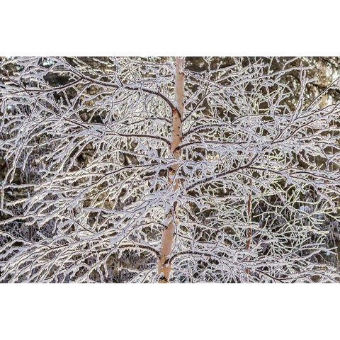 Alaska Frost-covered tree limbs Gold Ornate Wood Framed Art Print with Double Matting by Jaynes Gallery